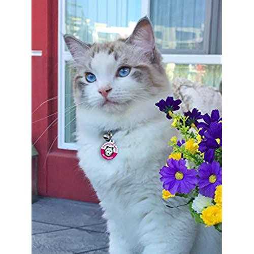 Dog Cat Pet Tag N90629
