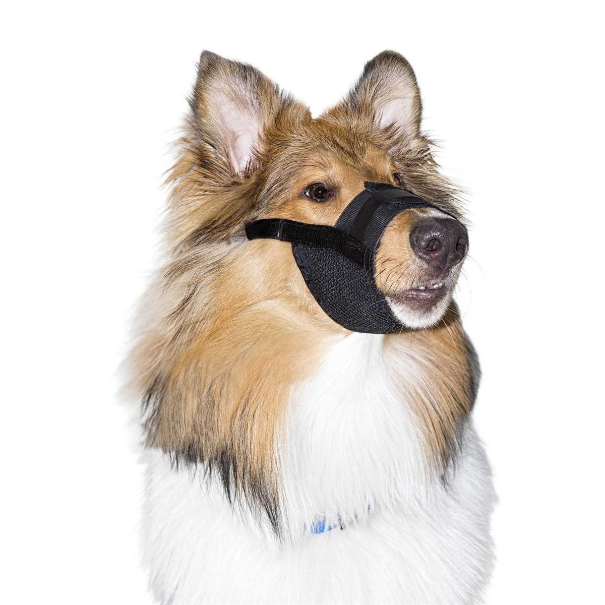 Dog Muzzle I866