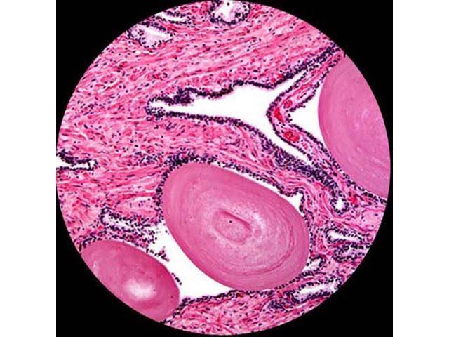 40X-2000X LED Trinocular Compound Microscope K448034