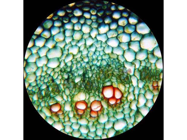 40X-2000X LED Trinocular Compound Microscope K448034