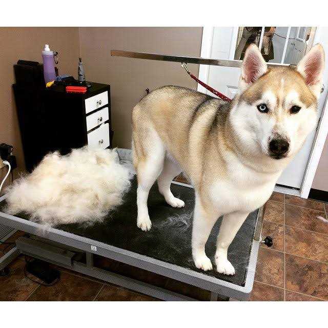 Grooming Tool Y3389