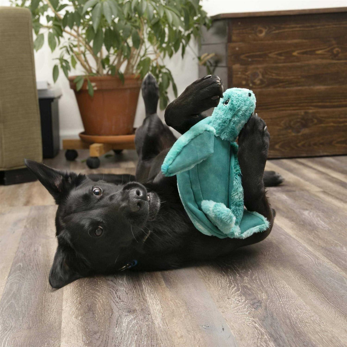 SoftSeas Turtle Dog Toy P6657