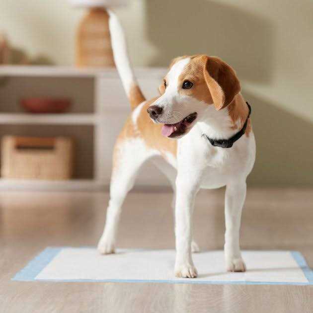 Training Potty Pads M98884