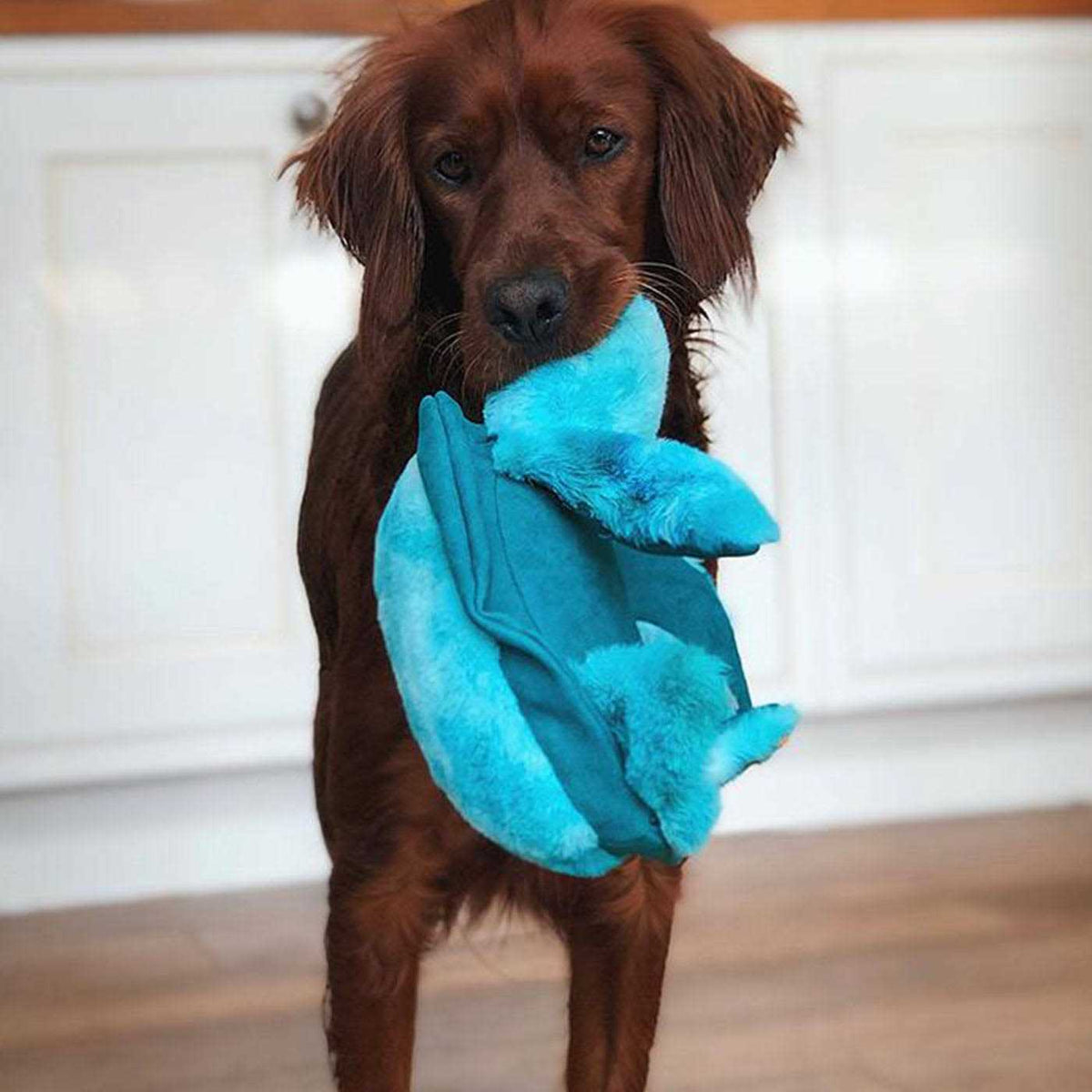 SoftSeas Turtle Dog Toy P6657