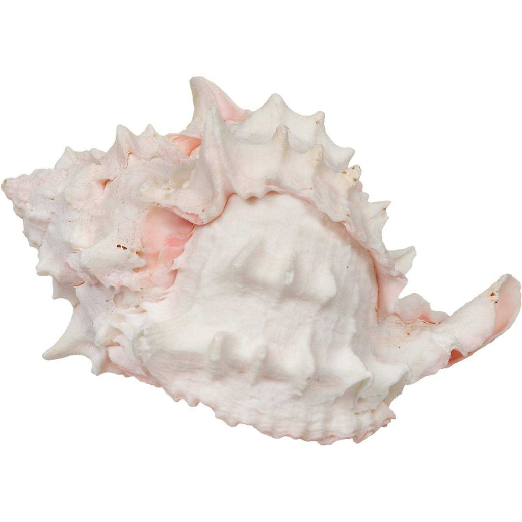 Hermit Crab Growth Shell U8958